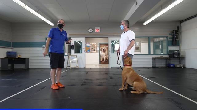 The 3 Steps For Teaching Your Dog To Greet People Nicely смотреть онлайн