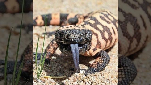 #shortsTrending Crazy Dangerous Reptiles 🤯🤯😱😱😱🤯🤯🤯🤯🤯😱😱😱 смотреть онлайн