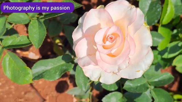 Beautiful Rose Flowers Video : 53 #rose #gulab #rosewallpaper