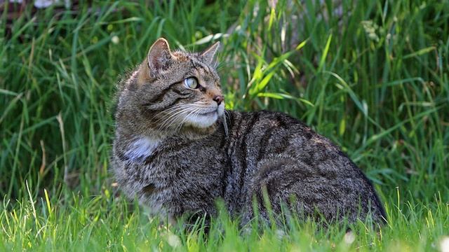Во время прогулки в лесу мужчина обнаружил диких маленьких котят. Но как оказалось… смотреть онлайн