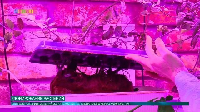 Клонирование растений смотреть онлайн