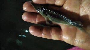 Малёк белуги, и ленского осетра.