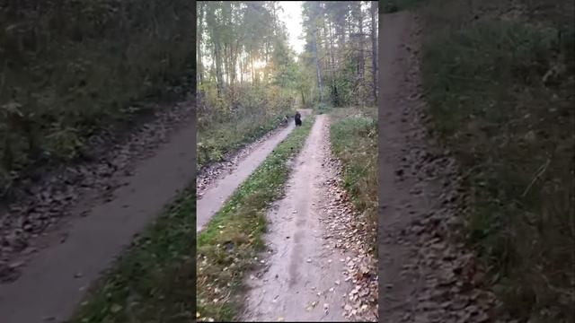 ☆Их Первая встреча, общение,первая работа вместе. И Прекрасная Прогулка в Лесу☆ смотреть онлайн