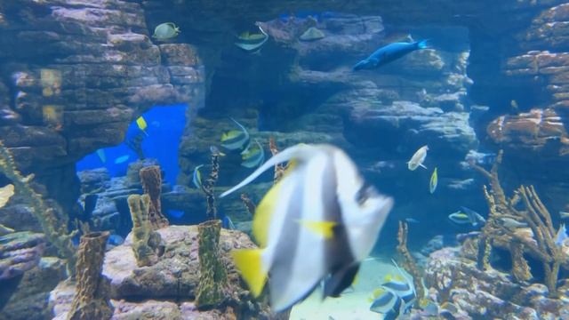 RELAXING Music - Шум Океана - Звуки Волн - нежная музыка, для сна и отдыха. смотреть онлайн