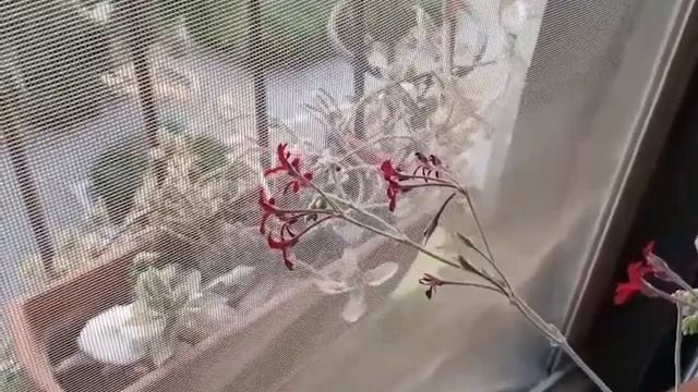 Мандрагора взвешивание семян.Mandrake seed weighing.#сад #мандрагора #ПРИКЛЮЧЕНИЯ смотреть онлайн