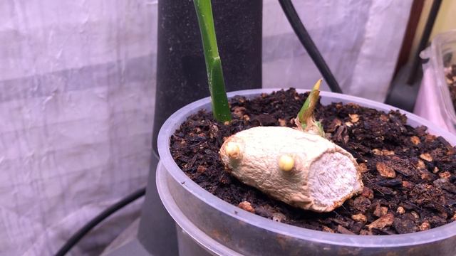 Houseplant Tour, October 15, 2020 | Featuring My Albo, Thai Constellation, And Rhap  Tetrasperma!