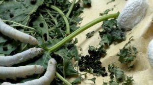 Как делают шелк: тутовый шелкопряд и традиционный ткацкий станок