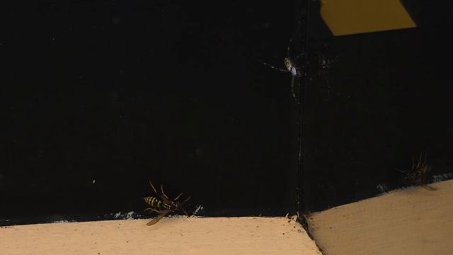 THE BRUTAL BATTLE OF THE WASP SPIDER AND WASPS FROM THE WASP NEST! [Live feeding!] смотреть онлайн