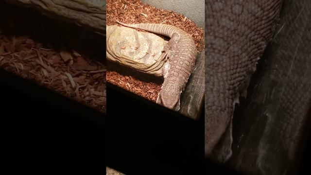 savannah monitor fresh bedding feeding in a bit смотреть онлайн