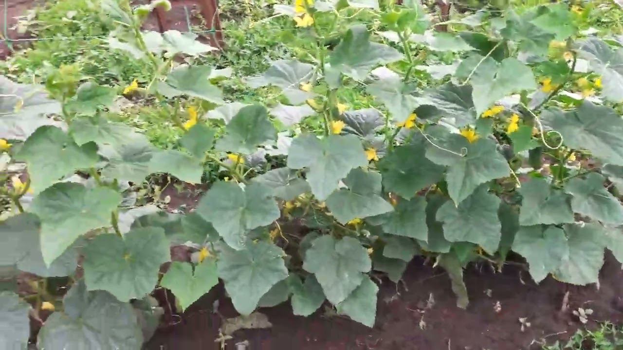 формировка огуречных кустов на шпалерной сетке.... смотреть онлайн