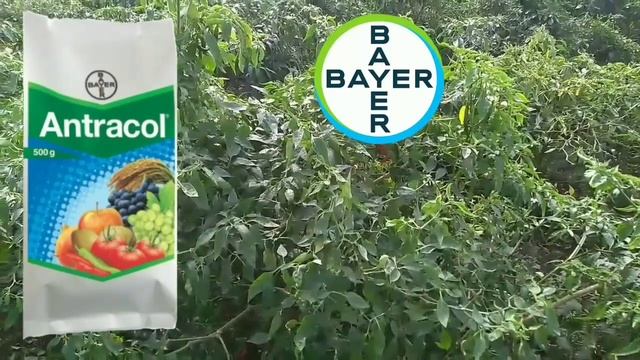 ANTRACOL FUNGICIDE || BAYER || Propineb 70% WP ||