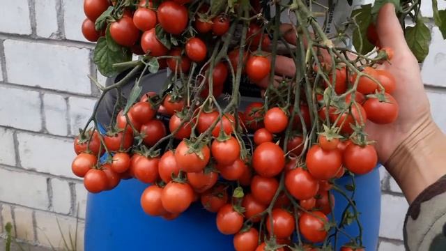 Корейский стелющийся. смотреть онлайн