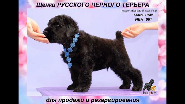 Русский Черный Терьер щенки д.р.07.05.2016г Фрей+Бриллиант смотреть онлайн