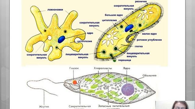 Зоология  История развития зоологии как науки  Подцарство одноклеточные 2 курс ТПС