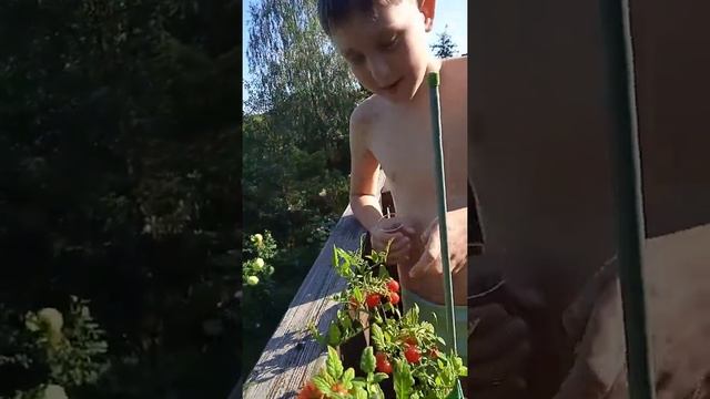 Помидоры Саши Гориченко - собираем урожай. Волшебные моменты 2022. смотреть онлайн