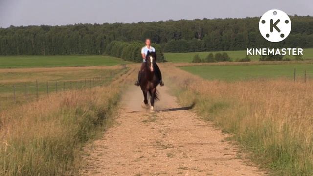 Владимирская порода лошадей. Жеребец-производитель, Абсолютный Чемпион породы - Оригинал. смотреть онлайн