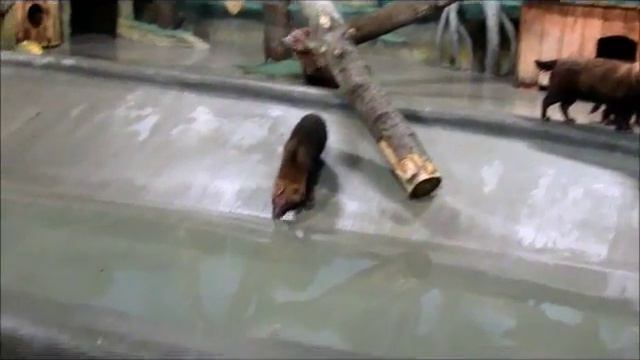 Кустарниковые собачки 12.10.17г. смотреть онлайн