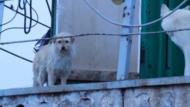 Пик паводка в прошлом, но не для всех... Водозабор МУП "ВКХ" г. Бузулук смотреть онлайн