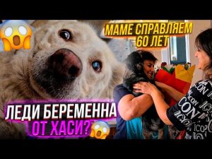 Дейзи и Леди Беременны? У Мамы 27 июля Юбилей, в конце опять кто то выкинул собаку на трассу