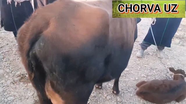 БУХОРО ВОБКЕНТ МОЛ БОЗОРИ // BUXORO VOBKENT MOL BOZORI