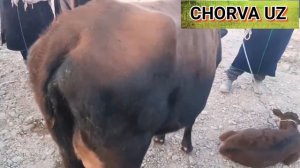 БУХОРО ВОБКЕНТ МОЛ БОЗОРИ // BUXORO VOBKENT MOL BOZORI