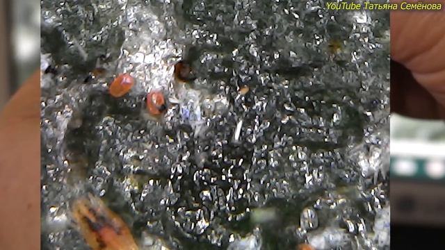 Орхидейные монстры. Красный клещ. Цикл видео "под микроскопом" смотреть онлайн