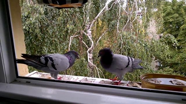 Pigeons fight for sunflower seeds смотреть онлайн
