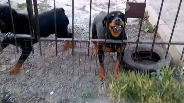 Ротвейлеры. Охрана дома с двумя Ротвейлерами.