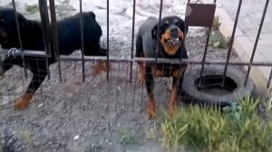 Ротвейлеры. Охрана дома с двумя Ротвейлерами.