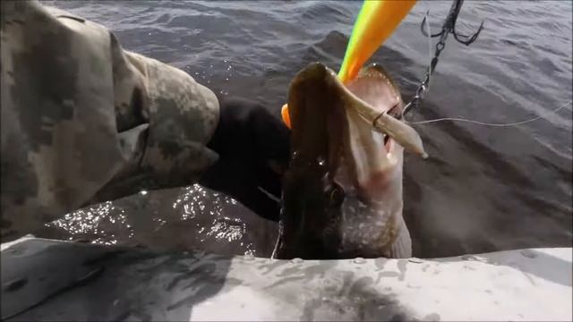Проба на зуб! Резиновая приманка Jaws Machine Curly Tail