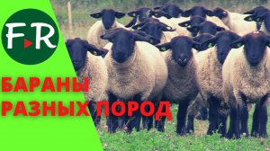 Бараны разных пород, в том числе на продажу: Суффолк, Остфризские, Романовские. Тверской Урожай