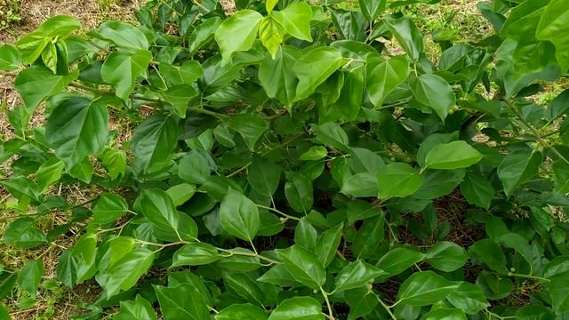 Как цветет кудрания (