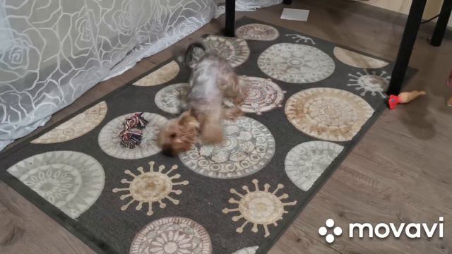 Помыли собаку, йорк после душа #dog #funnydog #dogrescue #animals #york #cute смотреть онлайн