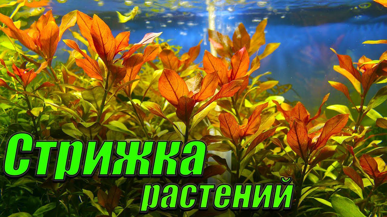 Стрижка и прополка растений в аквариуме смотреть онлайн
