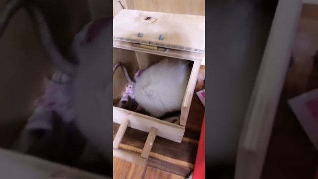 Ласка крыса. Родила малышей. смотреть онлайн