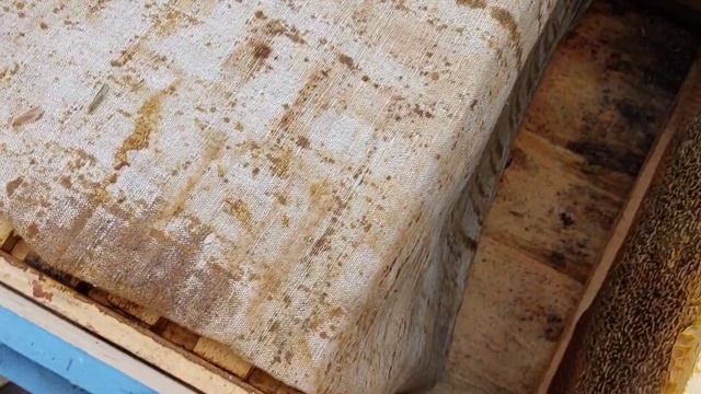 А сколько меда пчелам надо зиму? смотреть онлайн