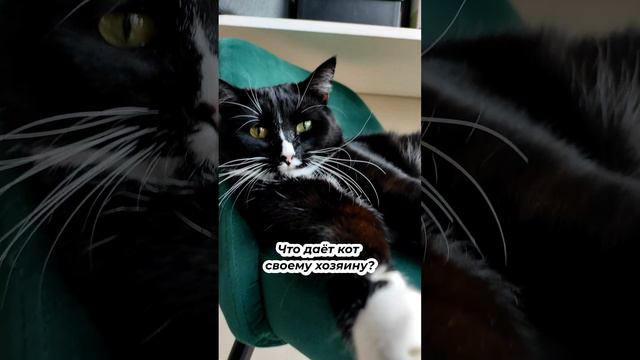 Что даёт кот своему хозяину? ✨ смотреть онлайн