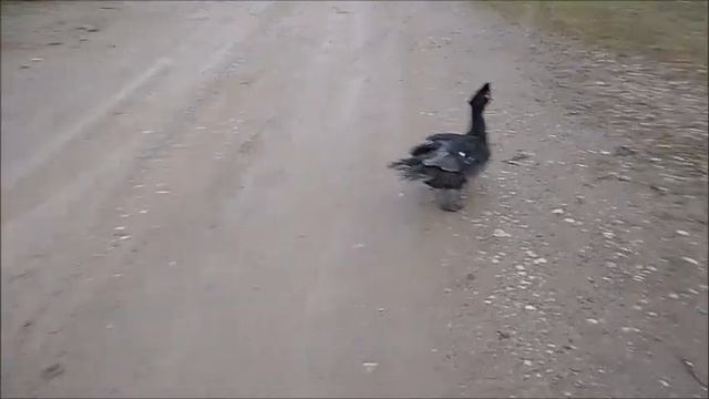 Весна в Краснодарском крае. Март. смотреть онлайн