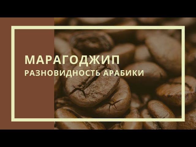 Марагоджип смотреть онлайн