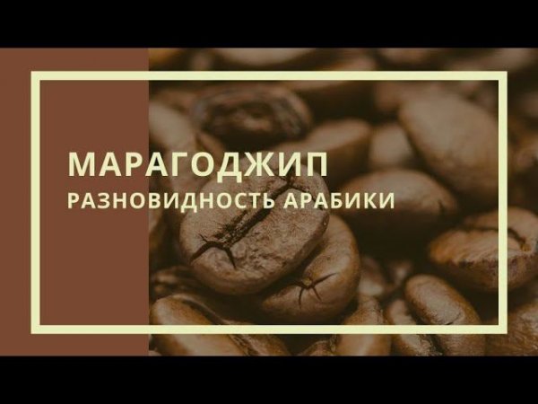 Марагоджип