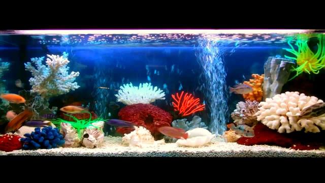 Мой кот любит хип хоп. смотреть онлайн