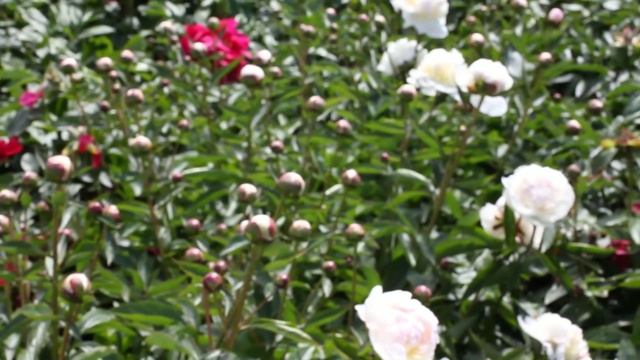Festiva Maxima | R2 Flowers BV | Peonies смотреть онлайн