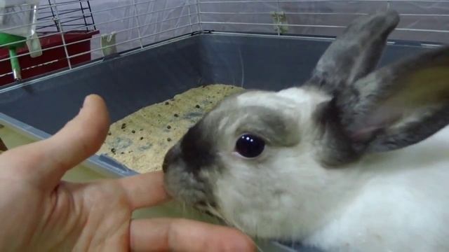 Кролики ласкучие и тискучие и любят когда их гладят | Funny Pet Rabbits смотреть онлайн