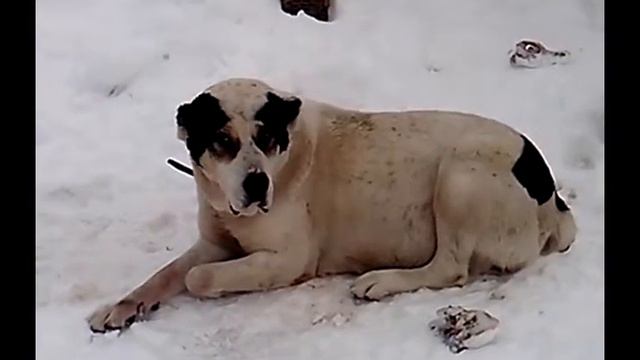 alabai kimba plavi vuk смотреть онлайн