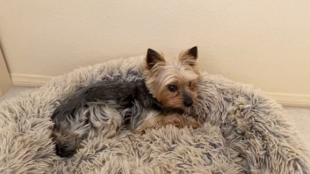 Я ЕМУ ЧТО РАБЫНЯ БЕСПЛАТНАЯ | ДЕСЯТЬ МИНУТ ИЗ МОЕЙ ЖИЗНИ В США