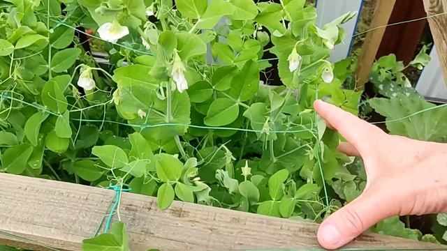 САМАЯ ЛУЧШАЯ ОПОРА ДЛЯ ГОРОХА / КАК ПОДВЯЗАТЬ смотреть онлайн