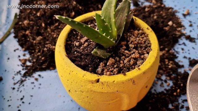 🟠 How to Propagate ALOE PERFOLIATA • Tips & Tricks How to Re-Plant this Succulent 😍 JnC CORNER смотреть онлайн