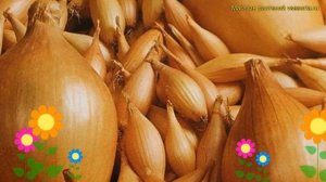 Лук репчатый Бамбергер. Краткий обзор, описание характеристик, где купить луковицы allium Bamberger