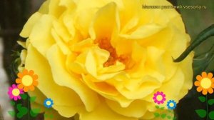 Роза чайно-гибридная Ландора. Краткий обзор, описание характеристик, где купить саженцы Landora