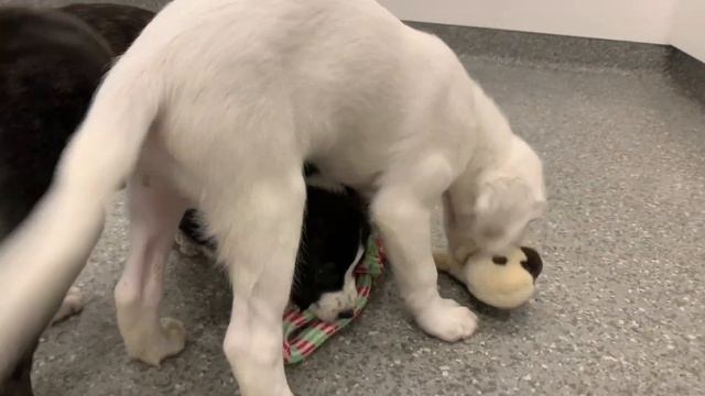 Volunteering at an Animal Shelter! смотреть онлайн